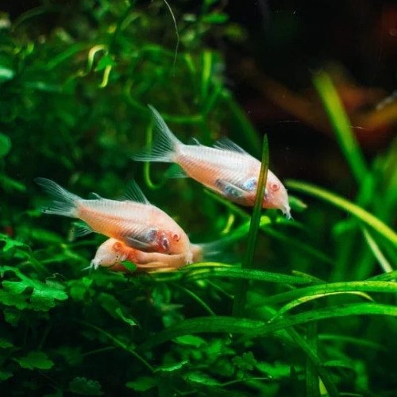 Albino corydoras