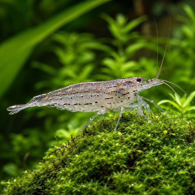 Amano shrimp — photo 2