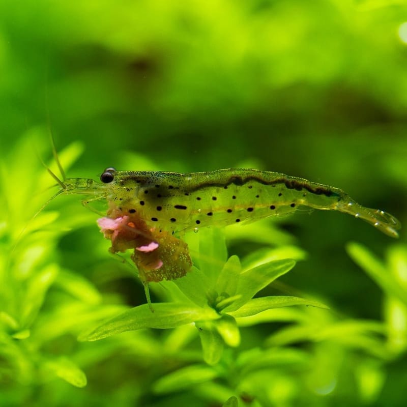 Amano shrimp — photo 3
