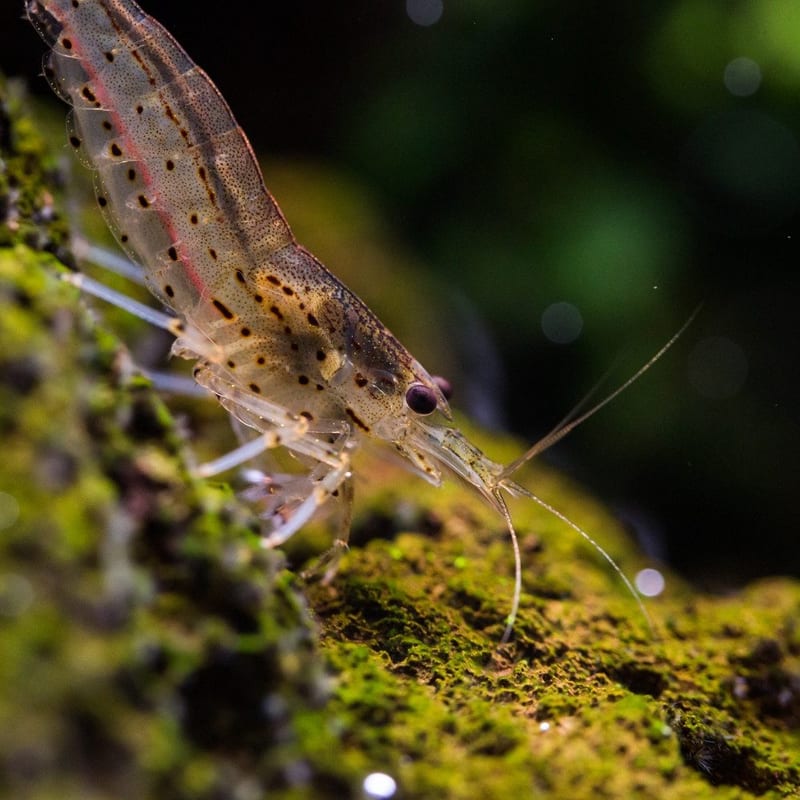 Amano shrimp — photo 4