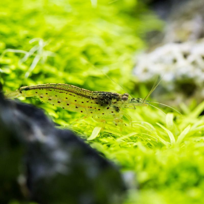 Amano shrimp — photo 5