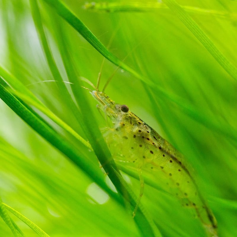 Amano shrimp — photo 6