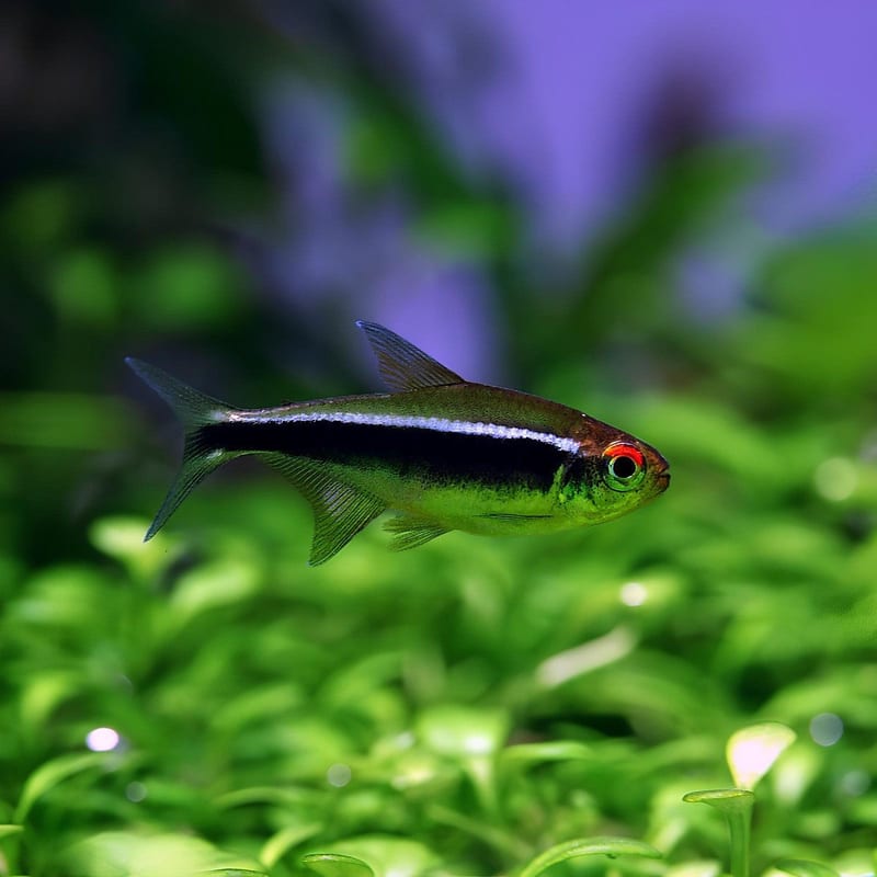 Black neon tetra — photo 2