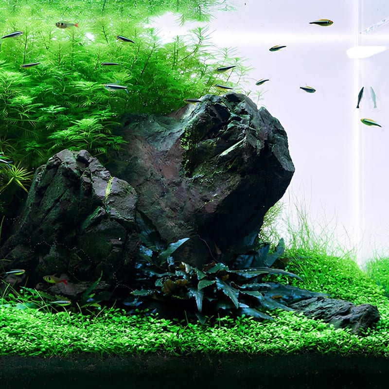 Black neon tetra — photo 3