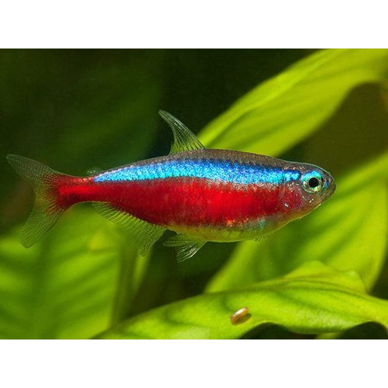 Cardinal tetra — photo 2