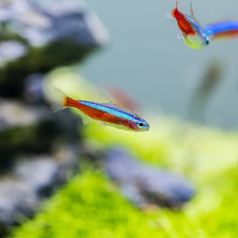 Cardinal tetra — photo 3