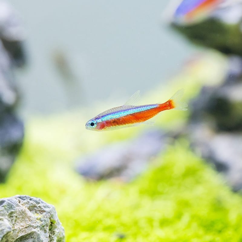 Cardinal tetra — photo 4