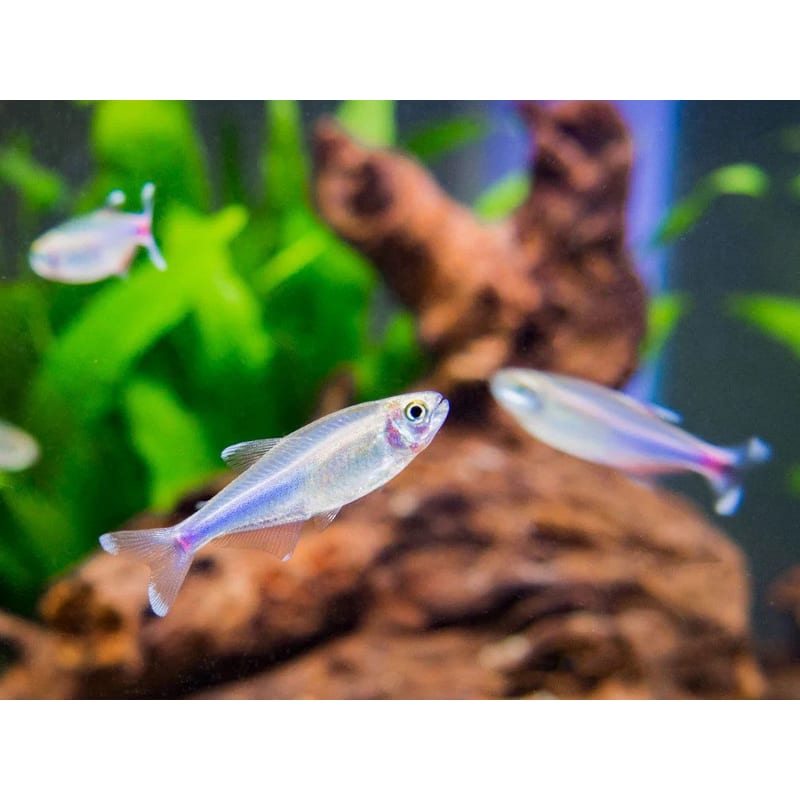 Cochu's blue tetra