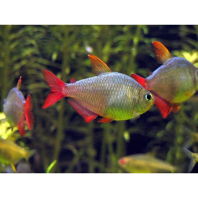 Colombian tetra