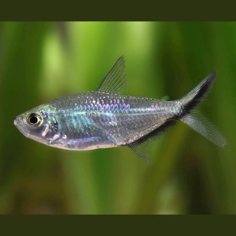 Costae tetra — photo 2