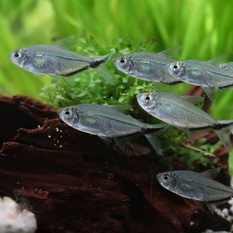 Costae tetra — photo 3