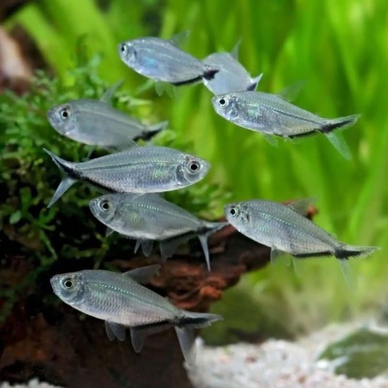 Costae tetra — photo 4