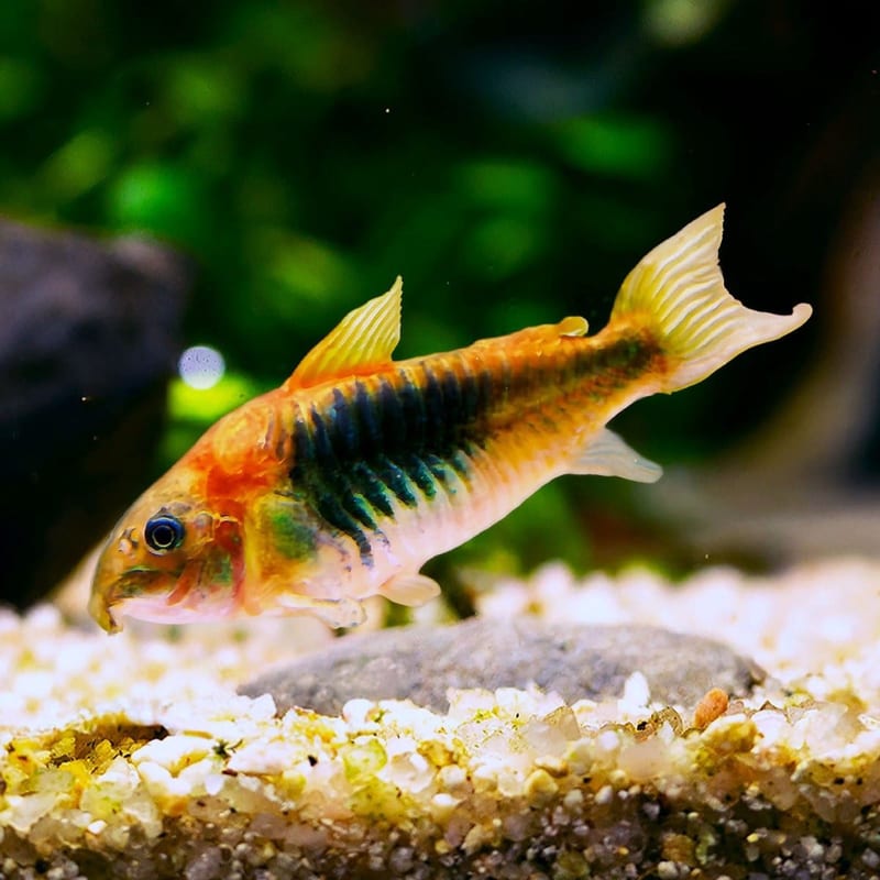 Green corydoras
