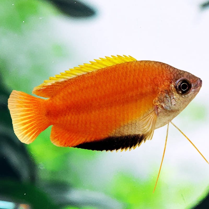 Honey gourami