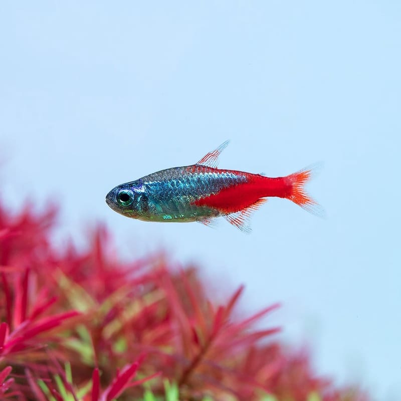 Neon tetra
