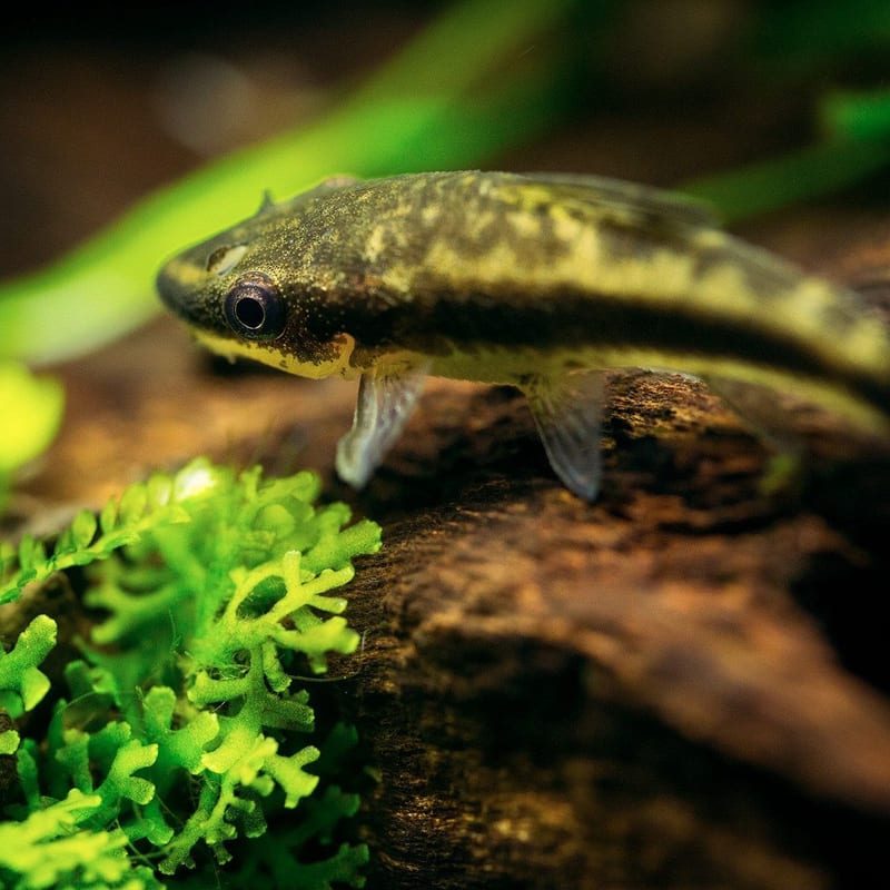 Otocinclus — photo 2