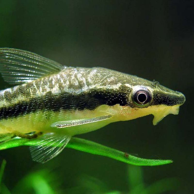 Otocinclus — photo 3