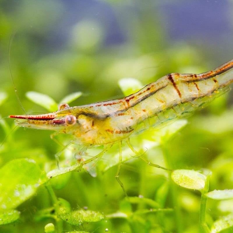 Red-nose shrimp