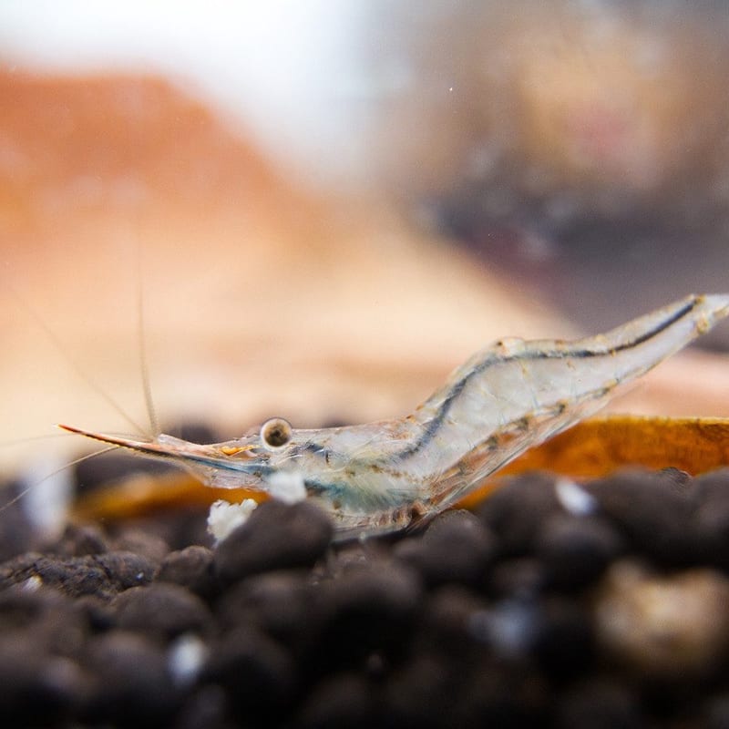 Red-nose shrimp — photo 2
