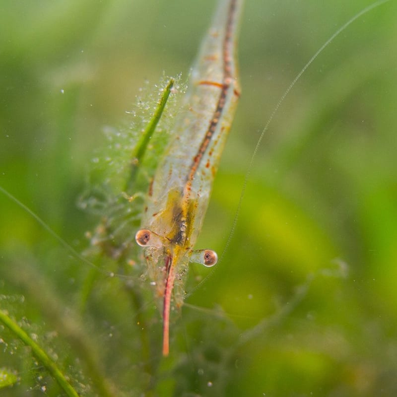 Red-nose shrimp — photo 3