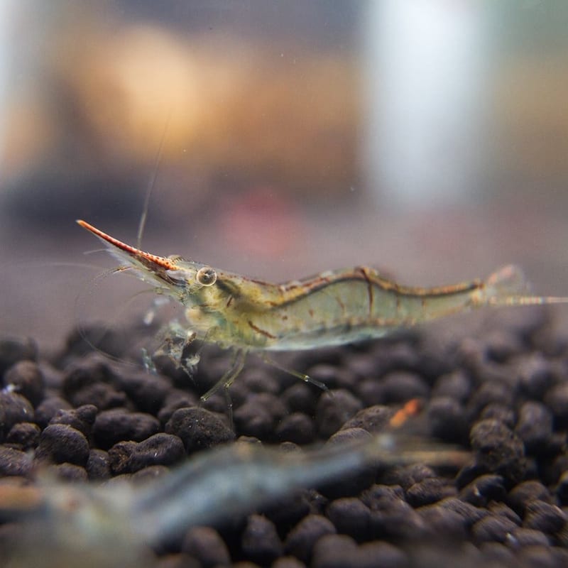 Red-nose shrimp — photo 4