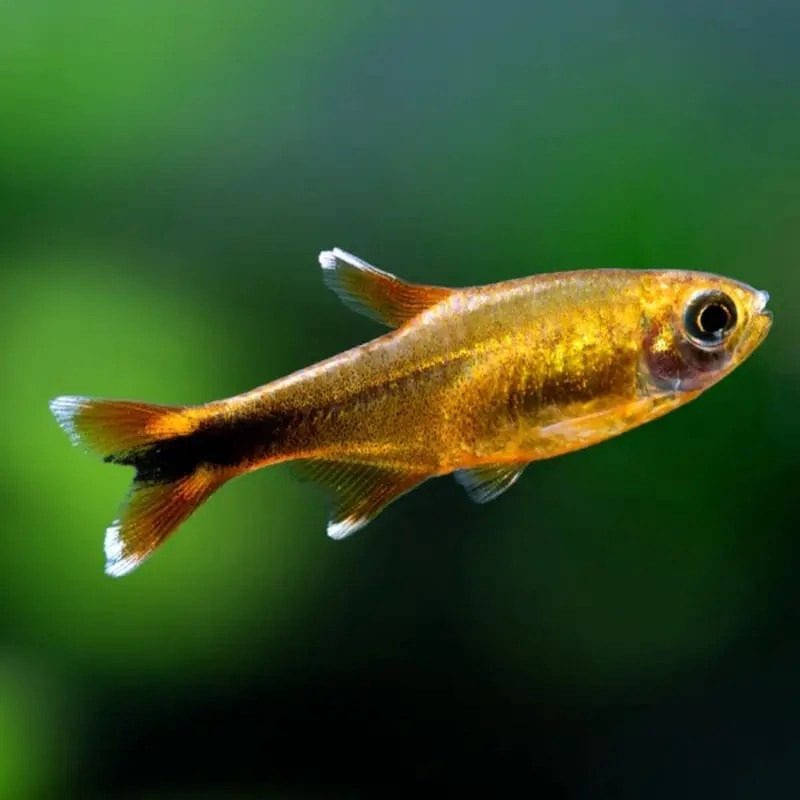 Silvertip tetra