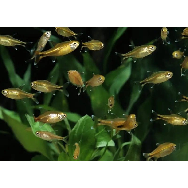Silvertip tetra — photo 2