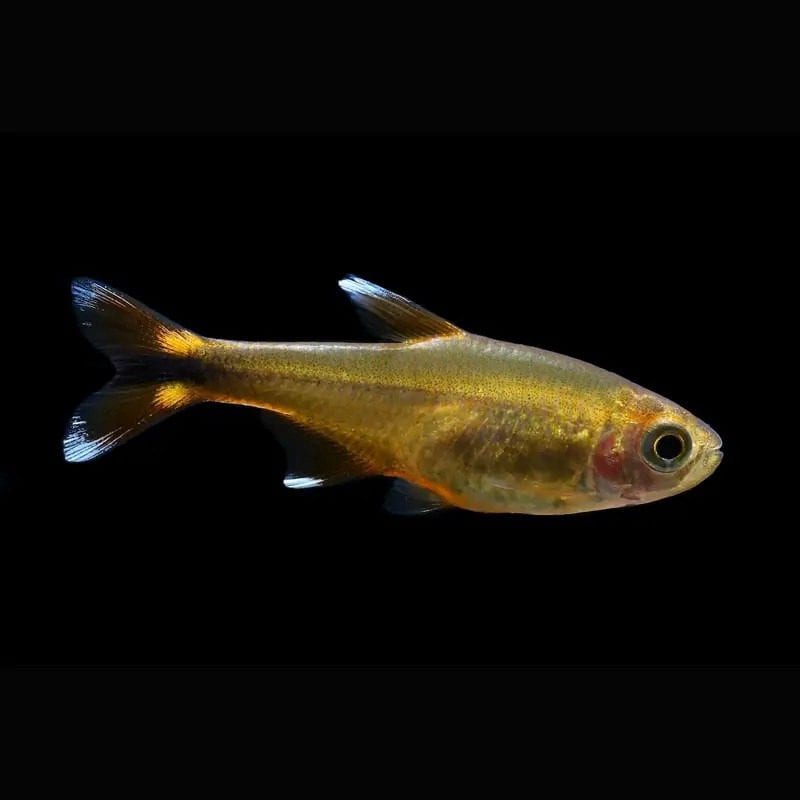 Silvertip tetra — photo 3