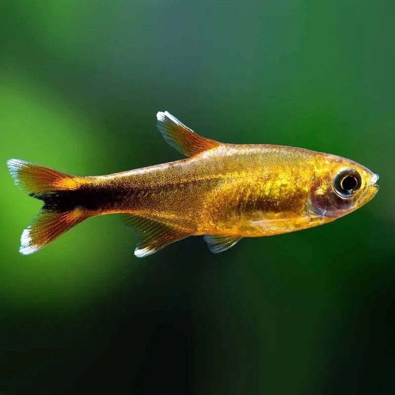 Silvertip tetra — photo 4