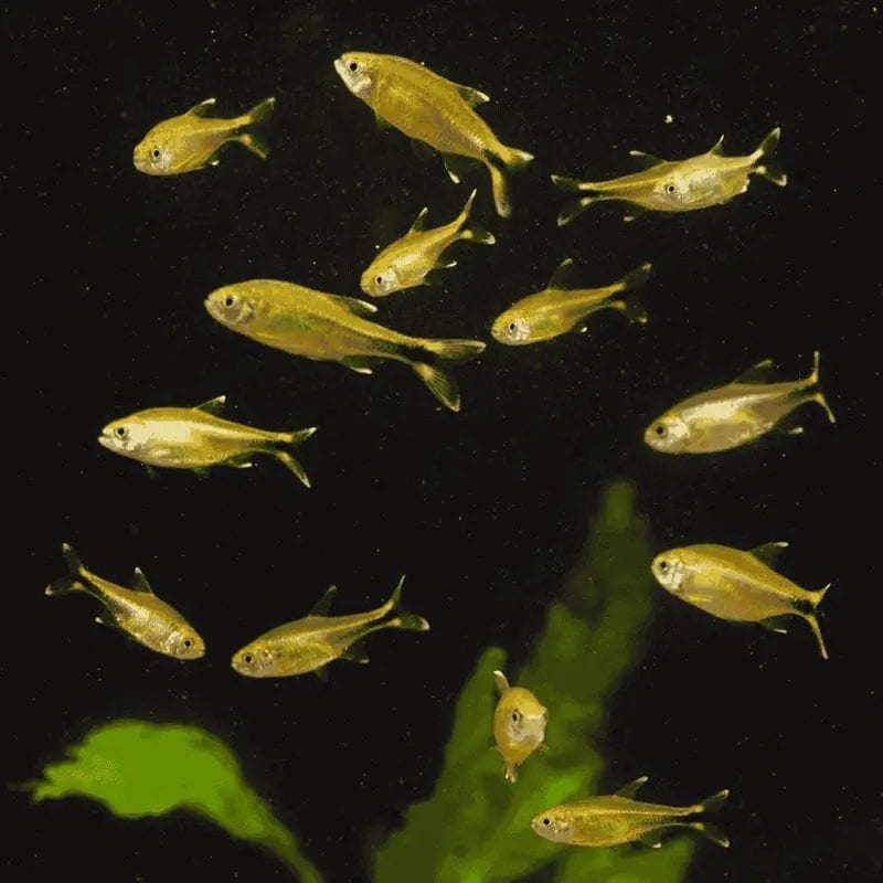 Silvertip tetra — photo 5