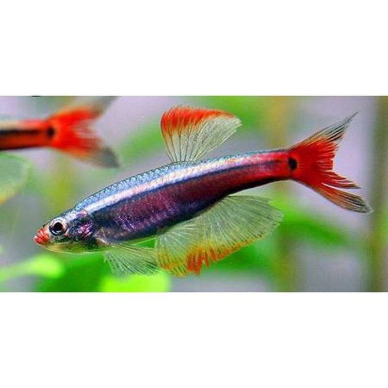 White cloud mountain minnow — photo 3