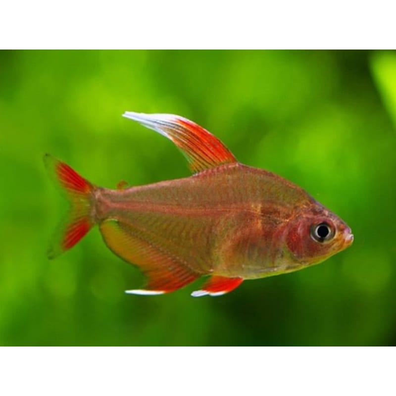 White-fin tetra