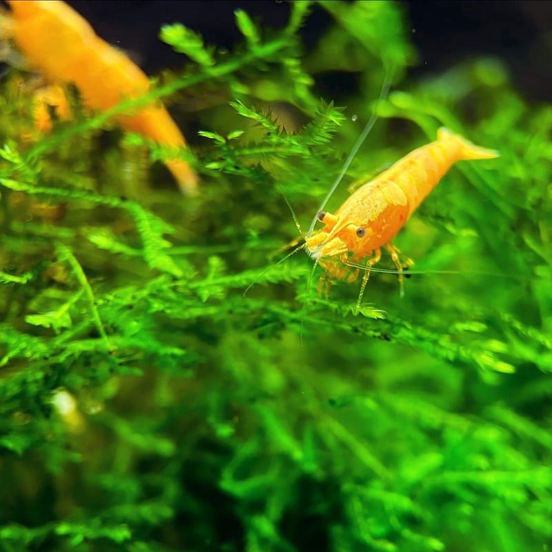 Yellow shrimp — photo 2