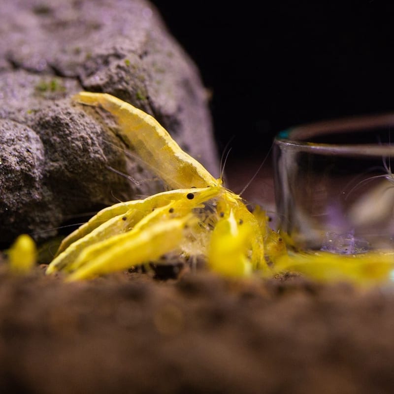 Yellow shrimp — photo 3