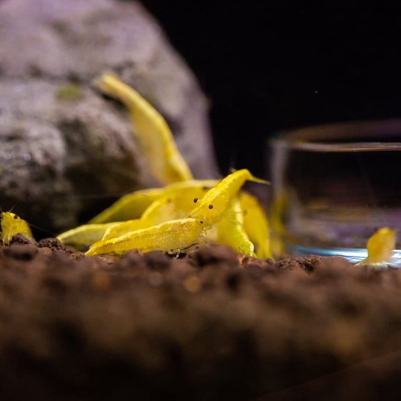 Yellow shrimp — photo 4