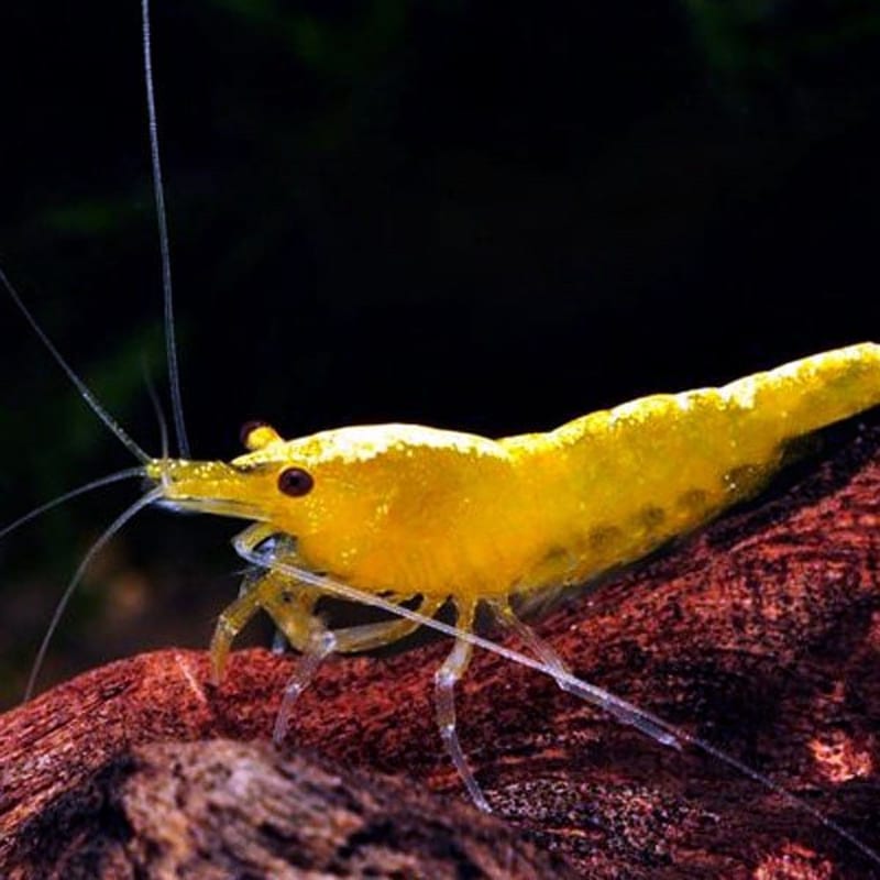 Yellow shrimp — photo 5